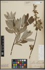 Foto von Salix appendiculata Vill. x Salix eleagnos Scop.